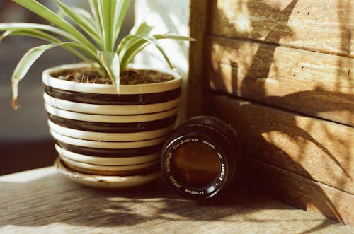 Plant in Flowerpot and Camera Lens near