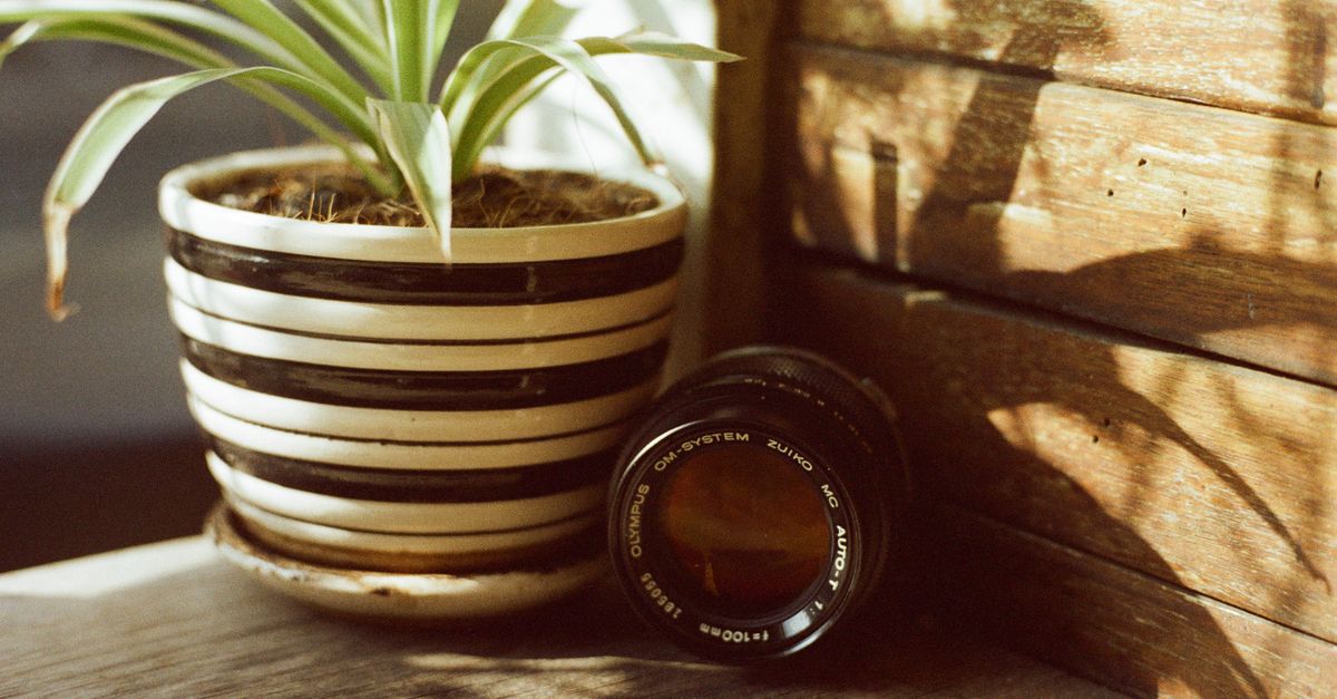 Plant in Flowerpot and Camera Lens near · Free Stock Photo