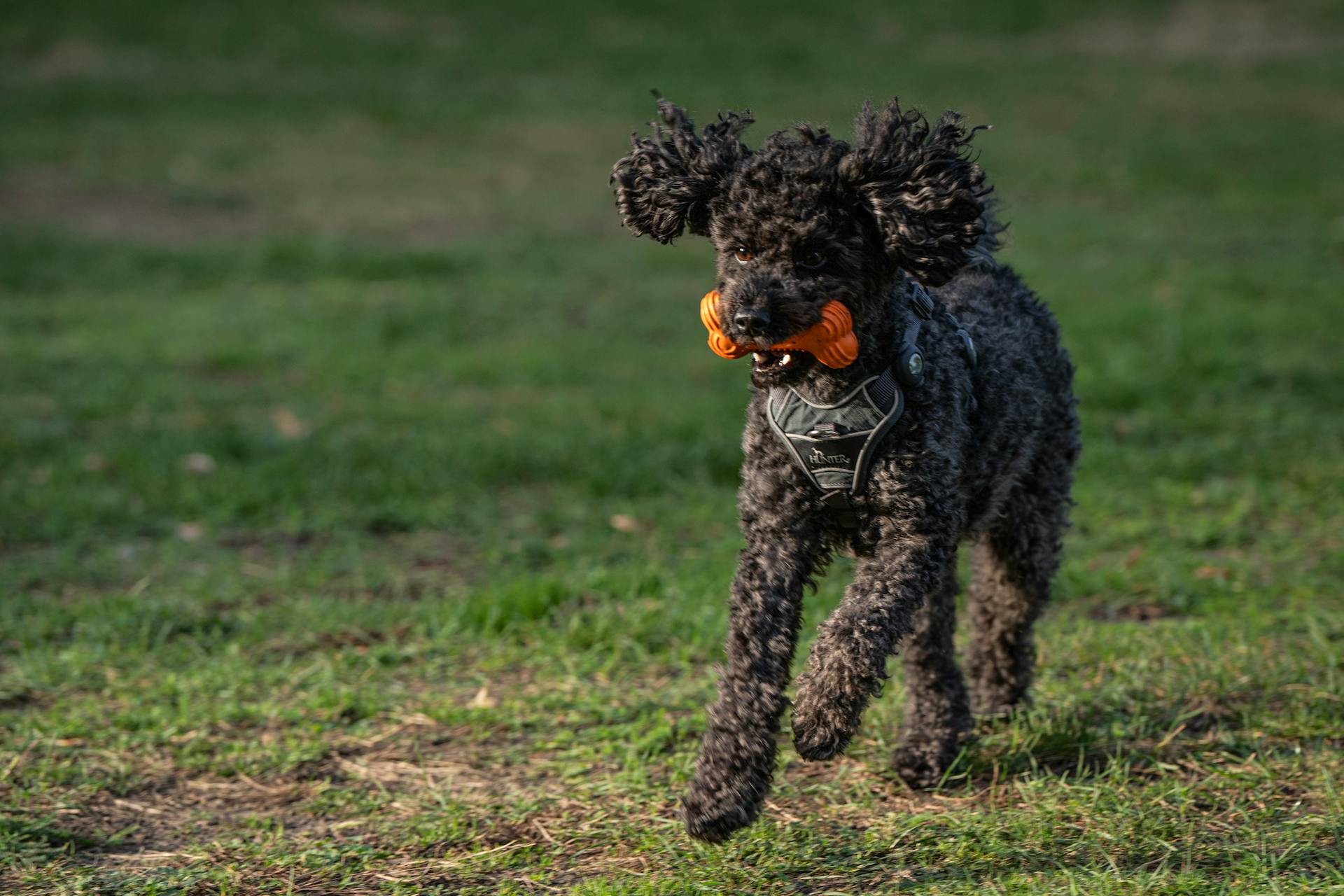 Rolig svart pudelhund som springer med ett leksaksben i tänderna