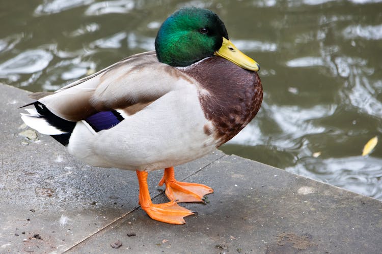 Mallard Duck Standing By Water