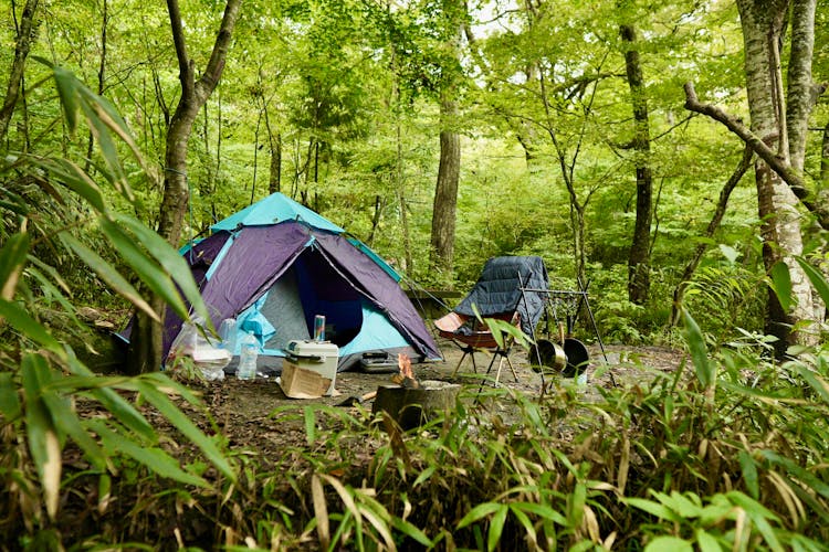 A Tent In A Forest 