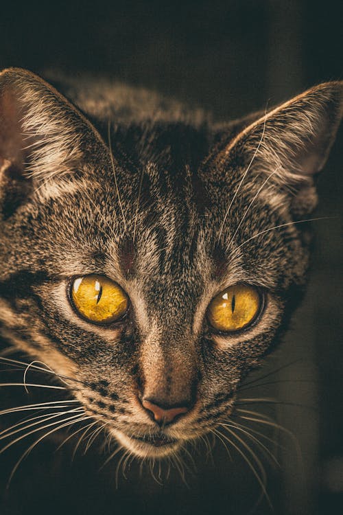 Free Close-Up Photo Tabby Cat Stock Photo