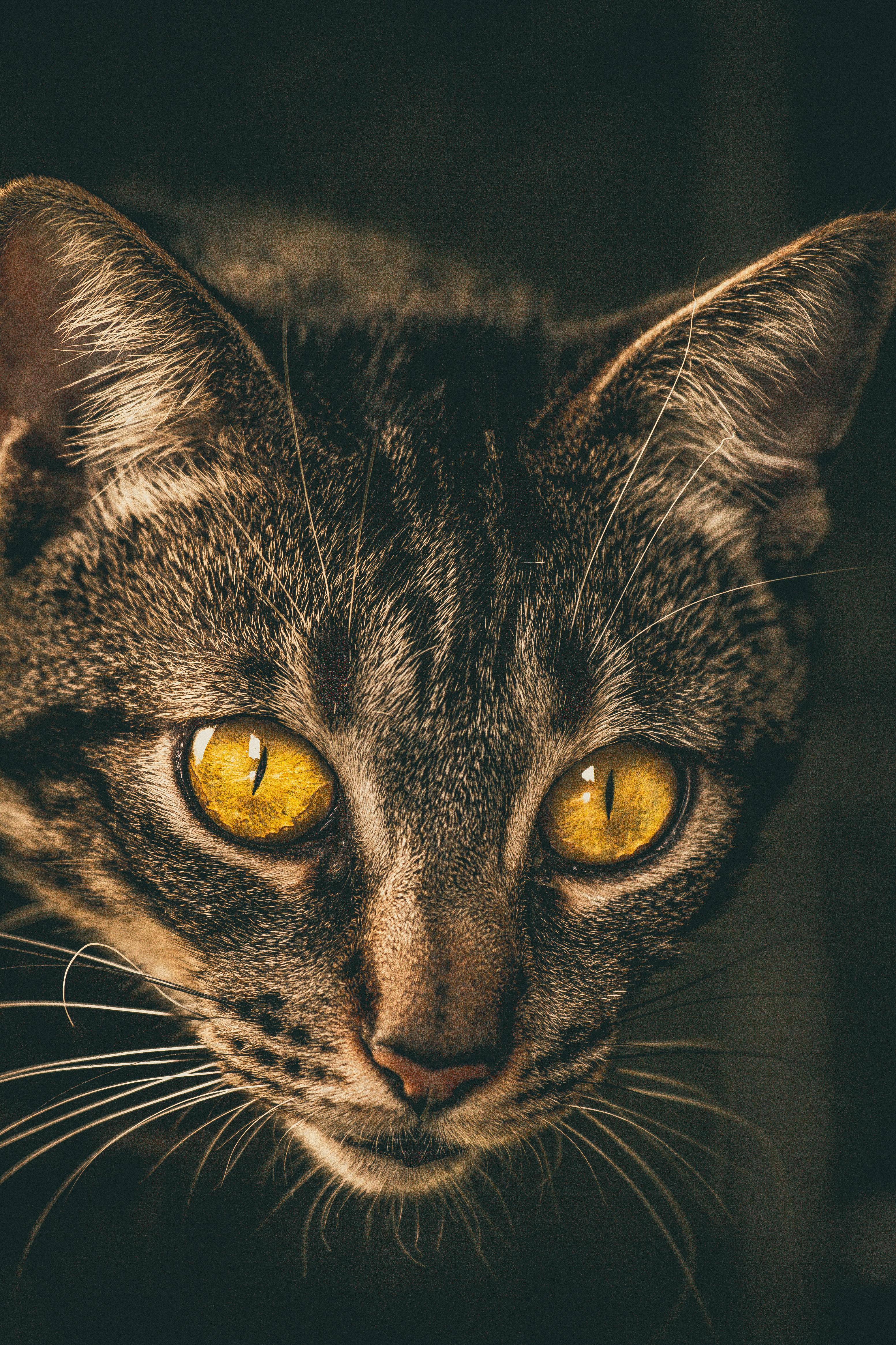  Close  Up  Photo Tabby  Cat   Free Stock Photo