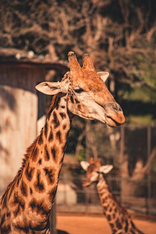 Free stock photo of giraffe