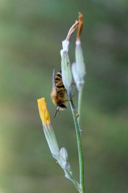 21. The Importance of Bees 21. The Importance of Bees