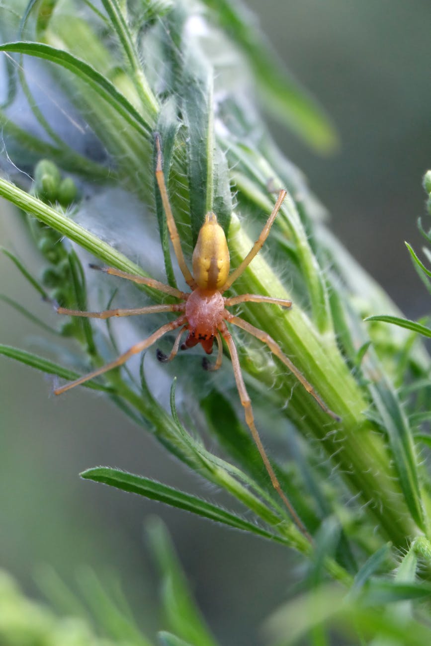 spider mites on plant leaves close up