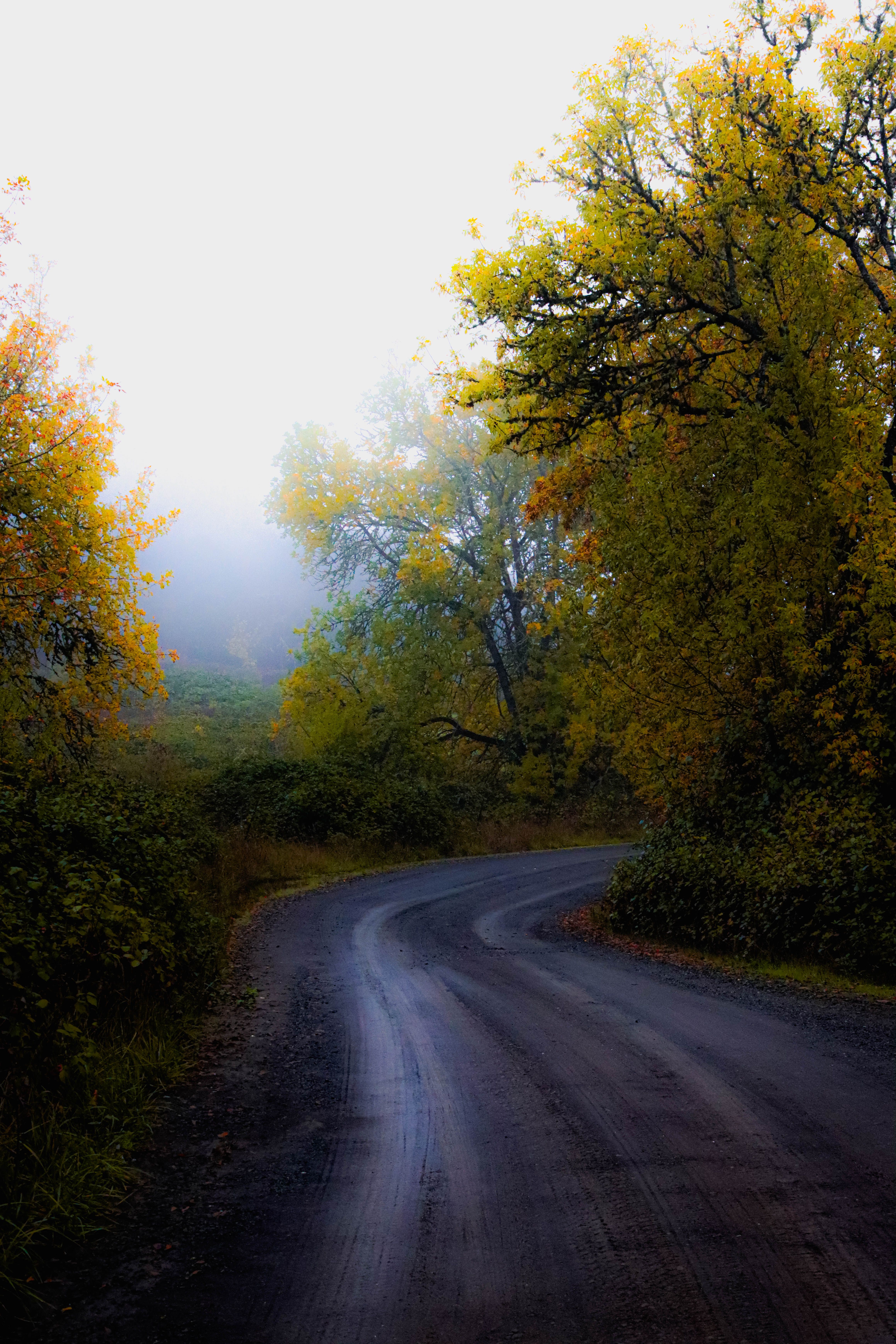 Colorful Trees around Dirt Road in Forest in Autumn · Free Stock Photo