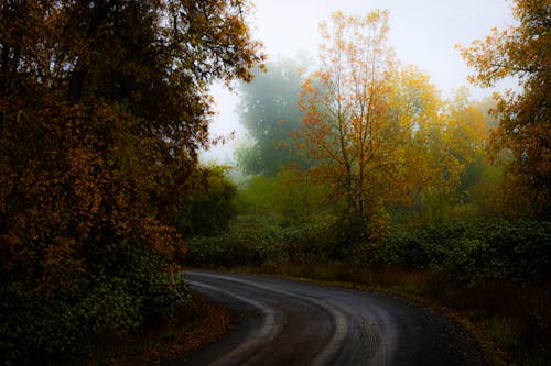Dirt Road in Colorful Forest in Autumn