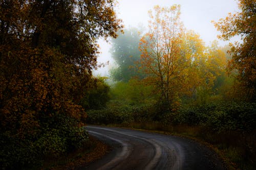 Kostenloses Stock Foto zu bäume, bunt, feldweg