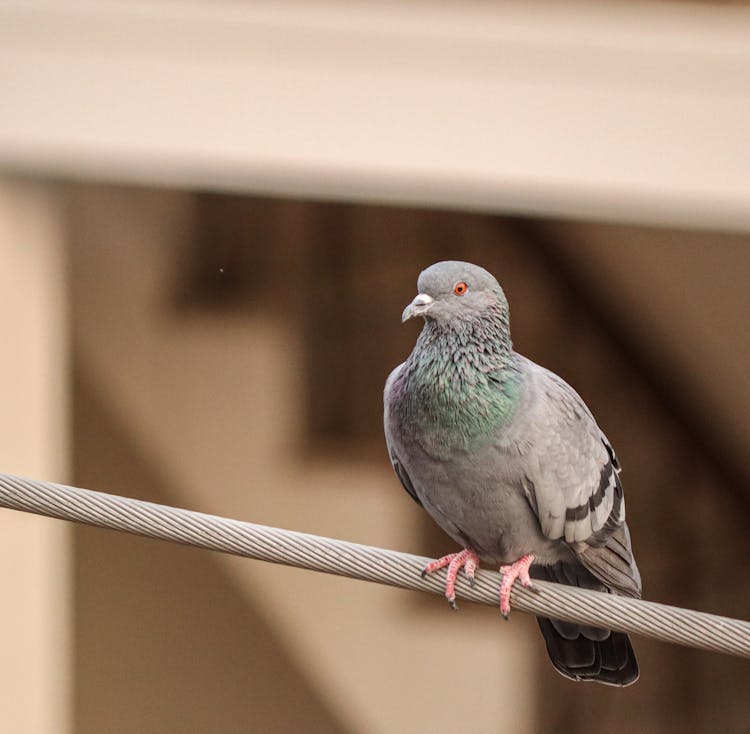 Pigeon Sitting On A Pipe