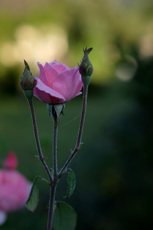 Pink Rose between Buds