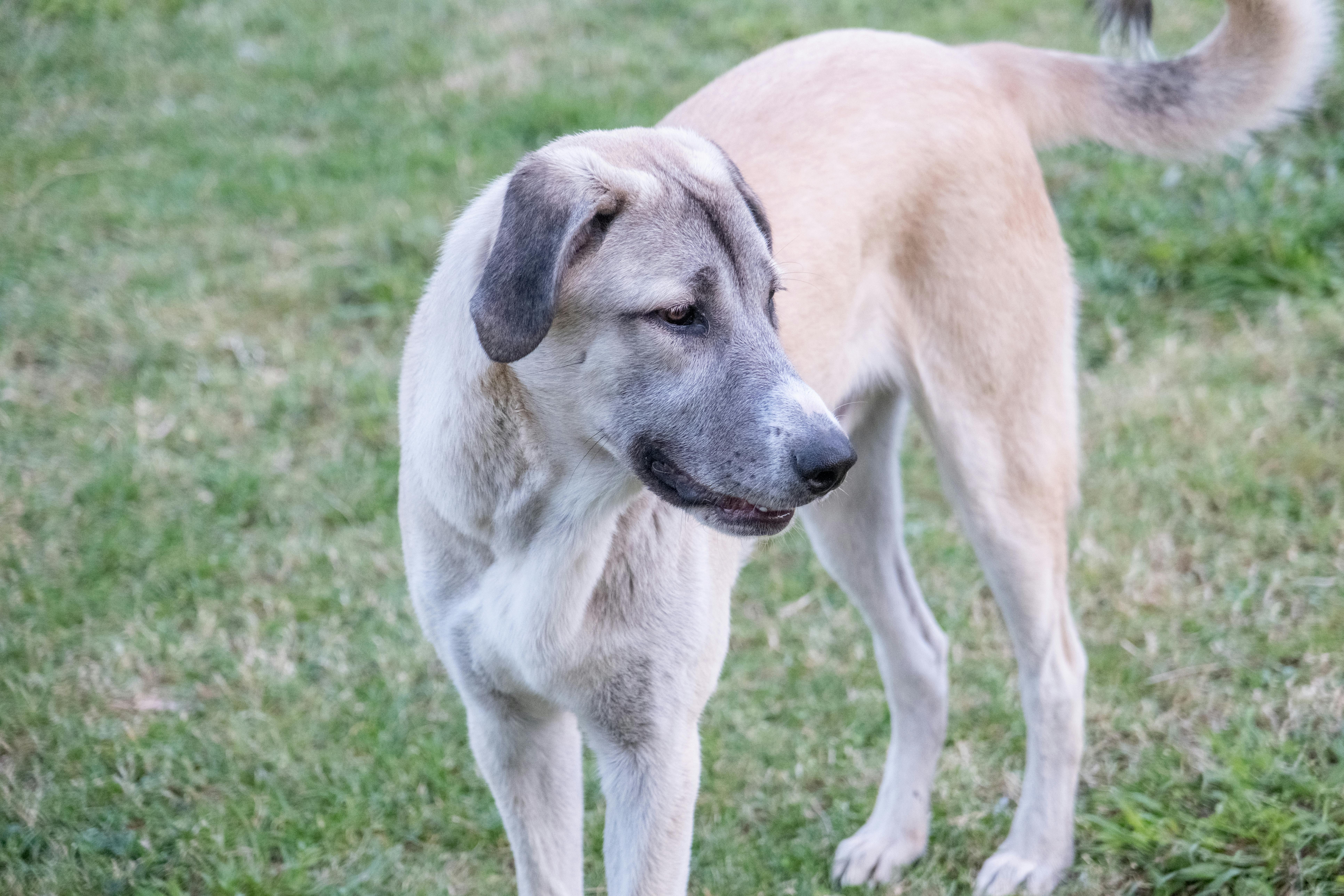 9 Dog Breeds That Were Bred to Guard Livestock