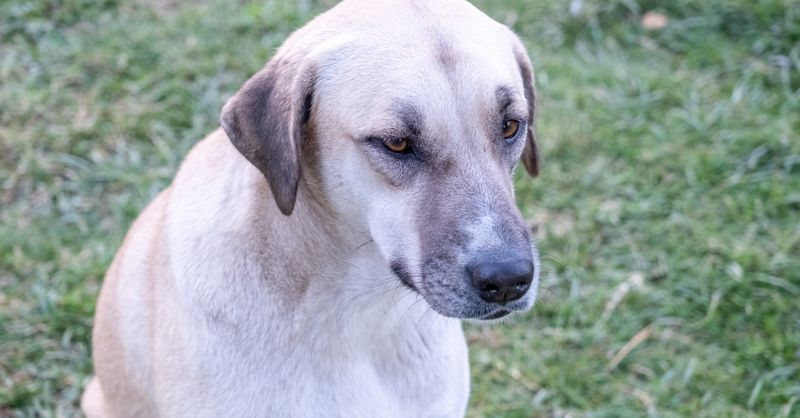 Chien Kangal : Caractère, Éducation et Santé