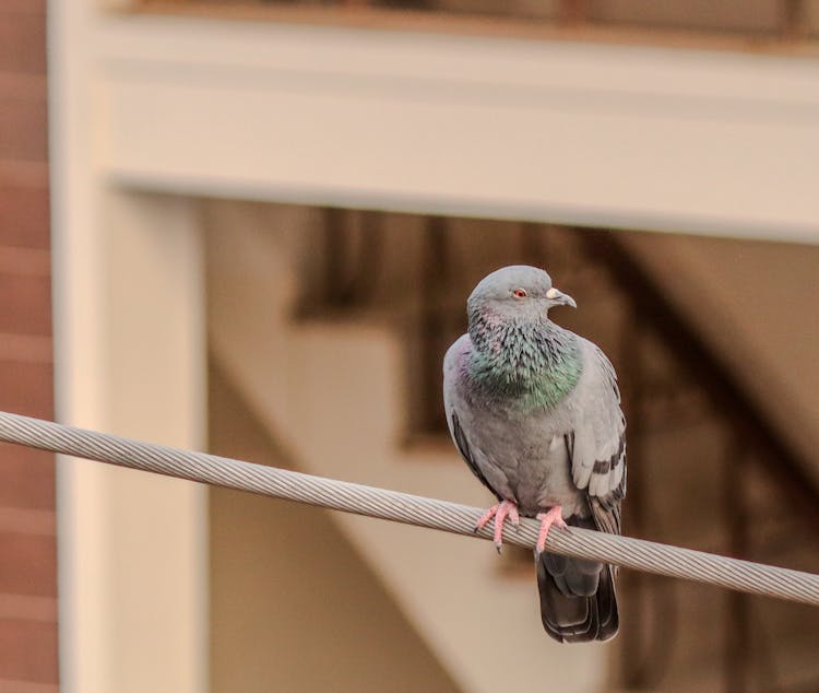 Pigeon Sitting On A Pipe