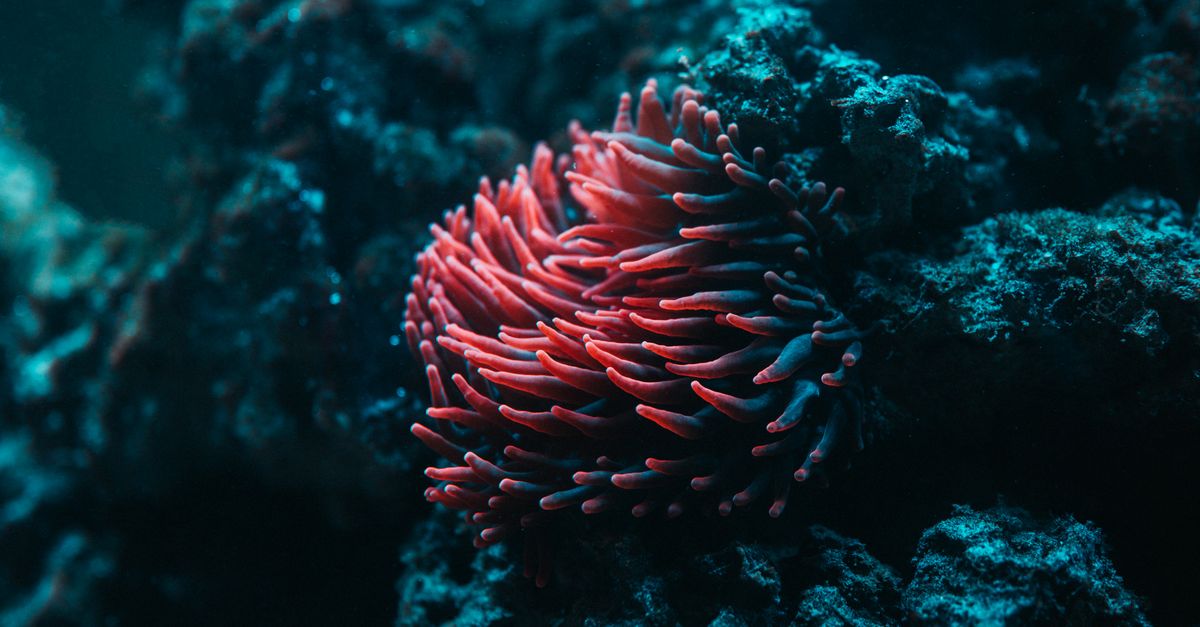 Scuba Diving in the Caribbean