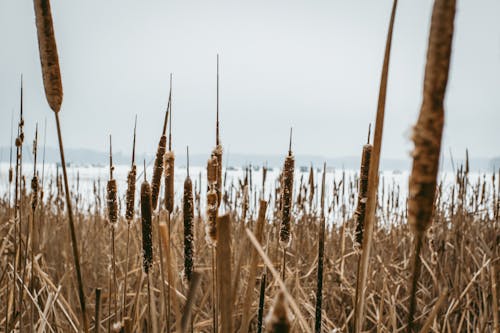 Foto d'estoc gratuïta de canyes, hivern, natura