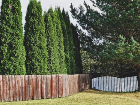 A serene view of a row of thuja trees behind a weathered wooden fence in a rural setting.