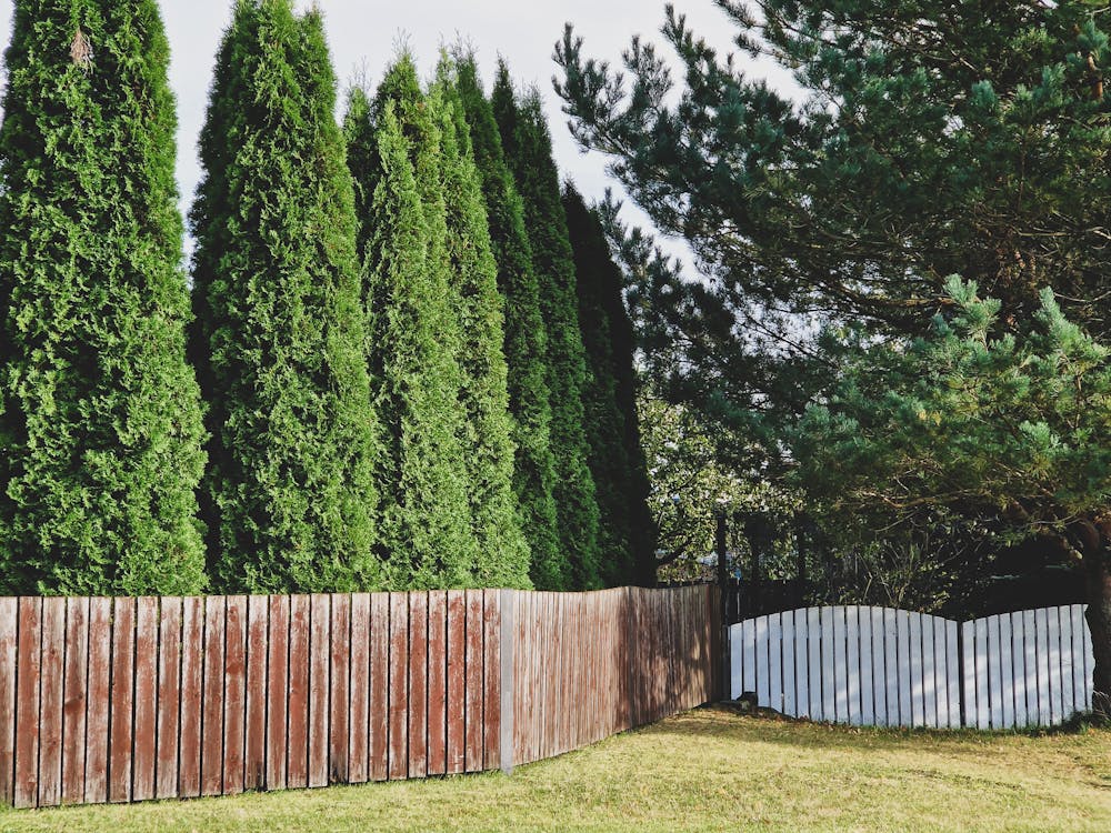 Thuja Trees Growing Behind Weathered Wooden Fence
