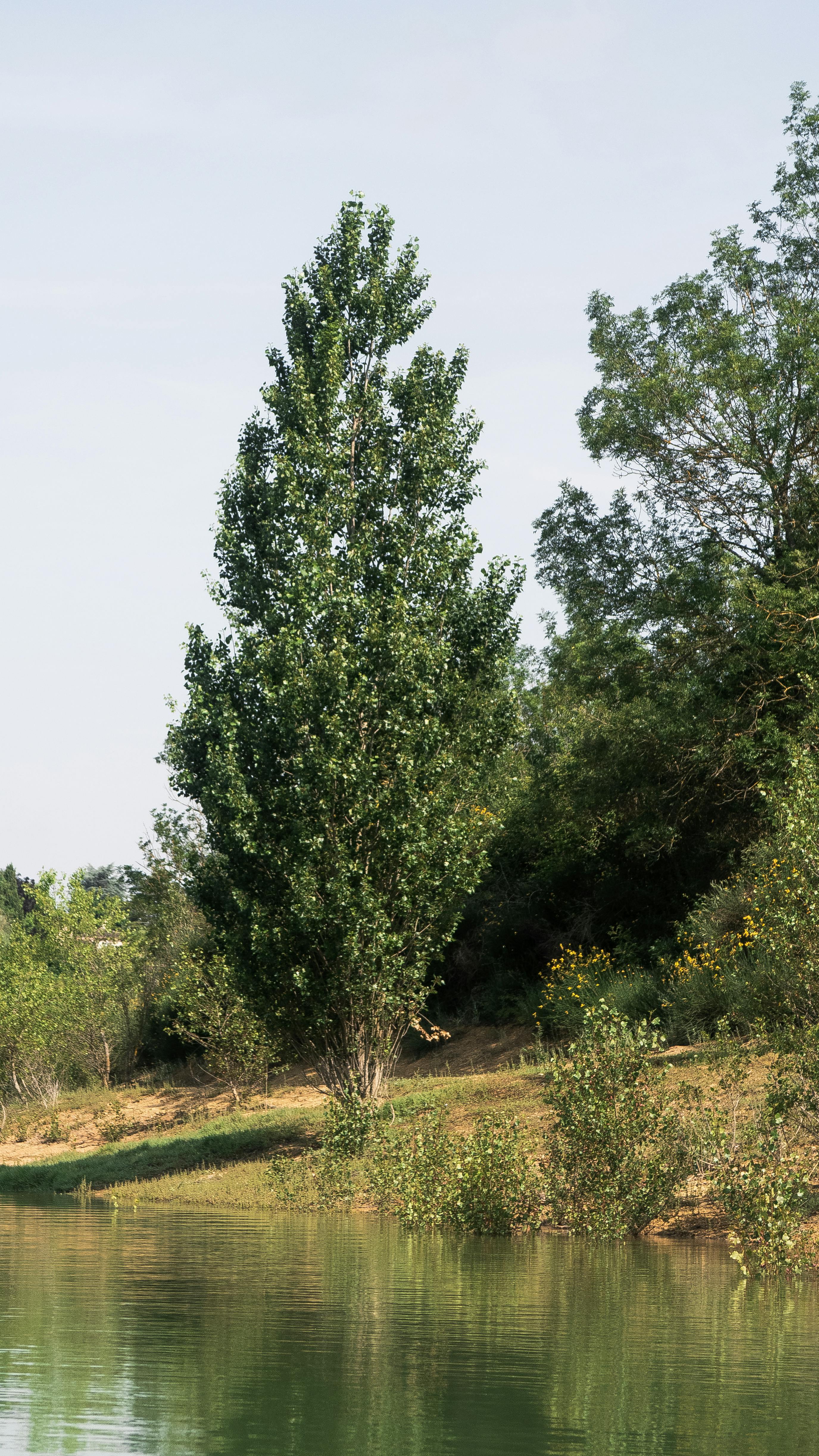 Tall trees and greenery by a peaceful river in Thoux, Occitanie, France, evoking a serene nature scene.