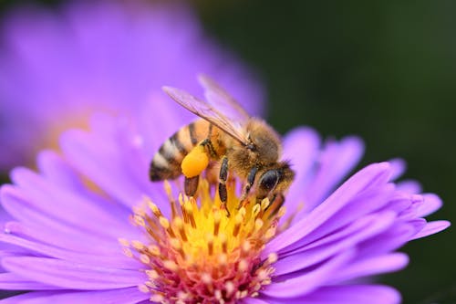 European Honey Bee Collecting Nectar Covered in Pollen