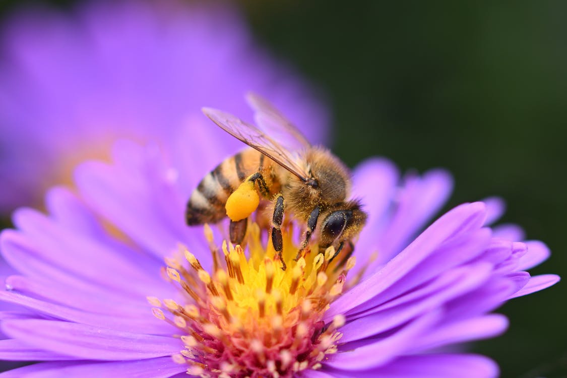 161,500+ Bee Pollen Stock Photos, Pictures & Royalty-Free Images