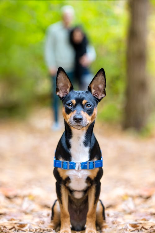 Free Close up of Doberman Puppy Stock Photo