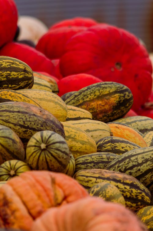 Free stock photo of cueillette, halloween, haloween pumpkins