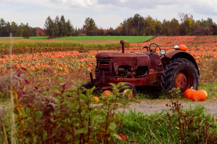 Tractor Wreckage On Field Of Pumpkins