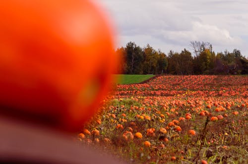 Free stock photo of agriculture, cueillette, halloween