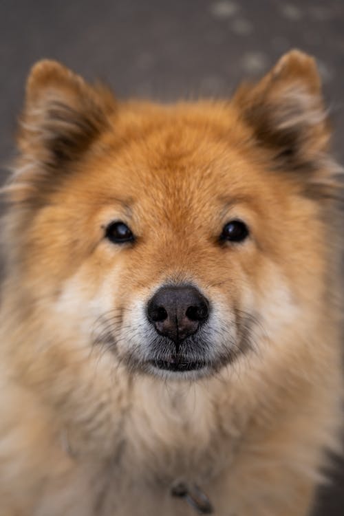 Closeup of Eurasier Dog