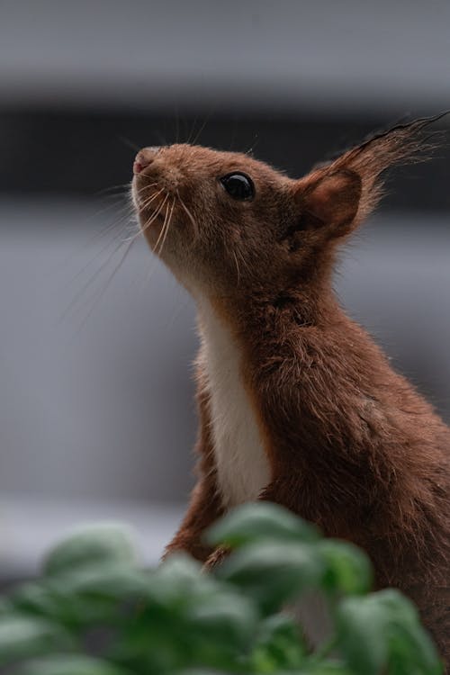 Close up of Squirrel