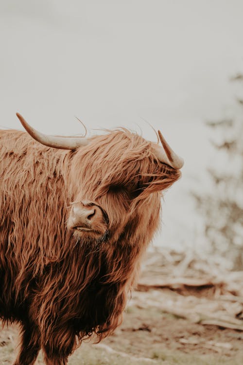A Highland Cow on a Field 
