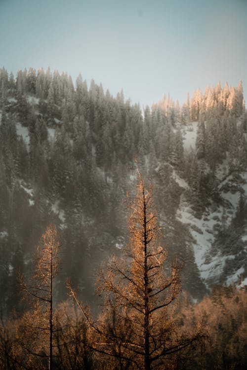 Withered Trees on a Mountain Slope in Winter