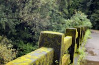 茂密森林中绿树环绕的苔藓覆盖桥梁栏杆的详细视图