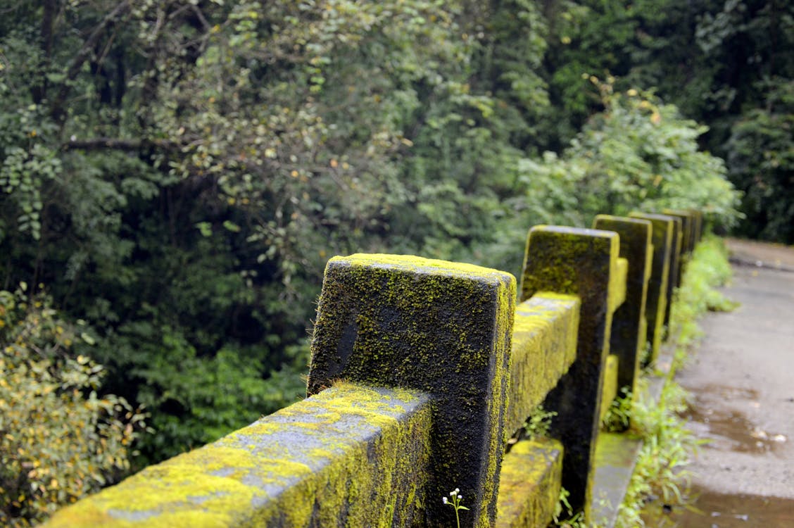 Ücretsiz Yeşil Ağacın Yanında Yeşil Yosun Ile Beton çit Stok Fotoğraflar