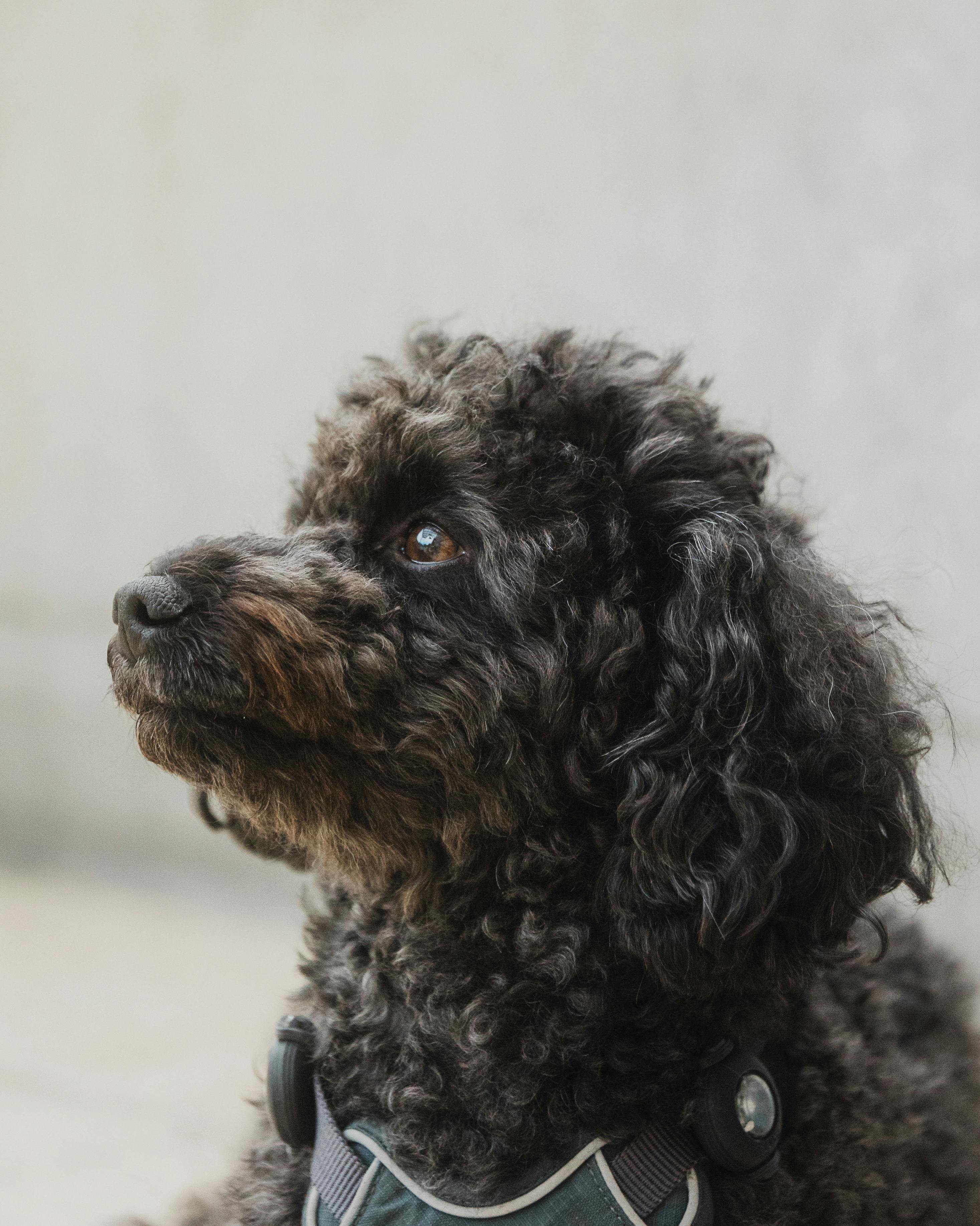 A close-up portrait of a black poodle dog with a harness, captured outdoors in Berlin.