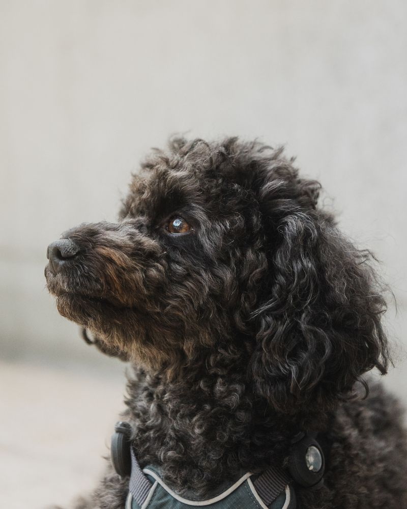 Black Dog on Green Grass · Free Stock Photo