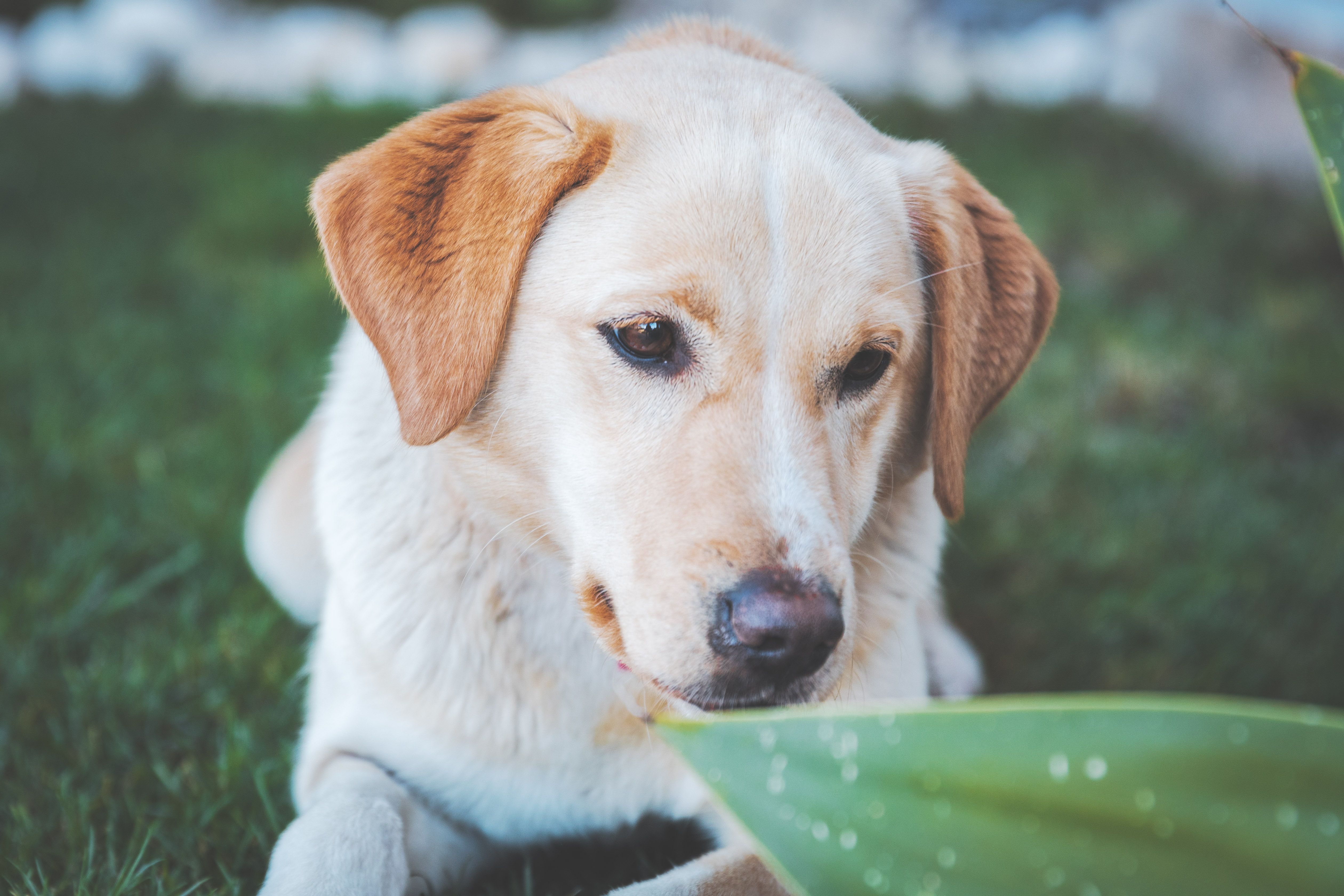 Foto Stok Gratis Tentang Anjing Anjing Coklat Binatang
