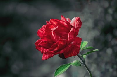 Tilt-shift Lens Photography of Red Rose Flower · Free Stock Photo