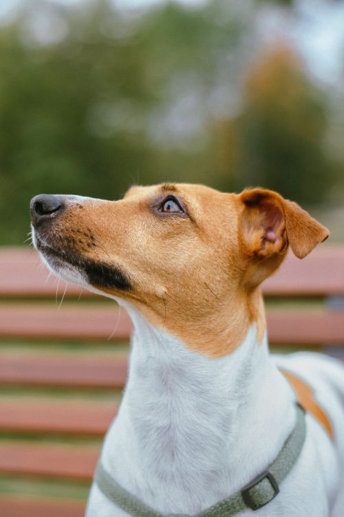 Free Cute Jack Russell Terrier looking up with a blurred outdoor background. Stock Photo