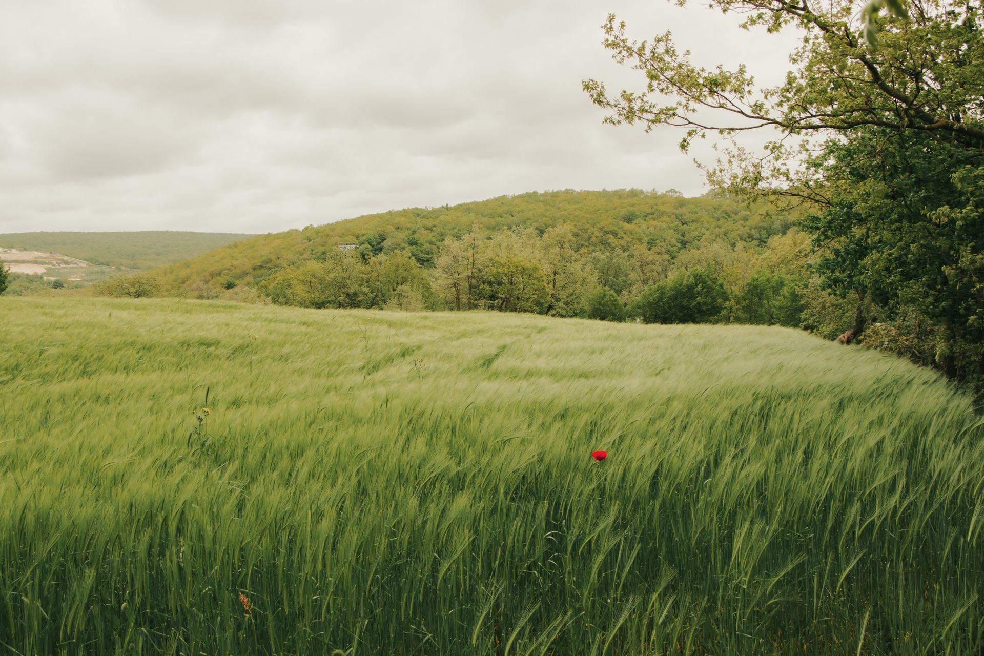 Vibrant green field under cloudy sky, showcasing spring nature with a single red flower.