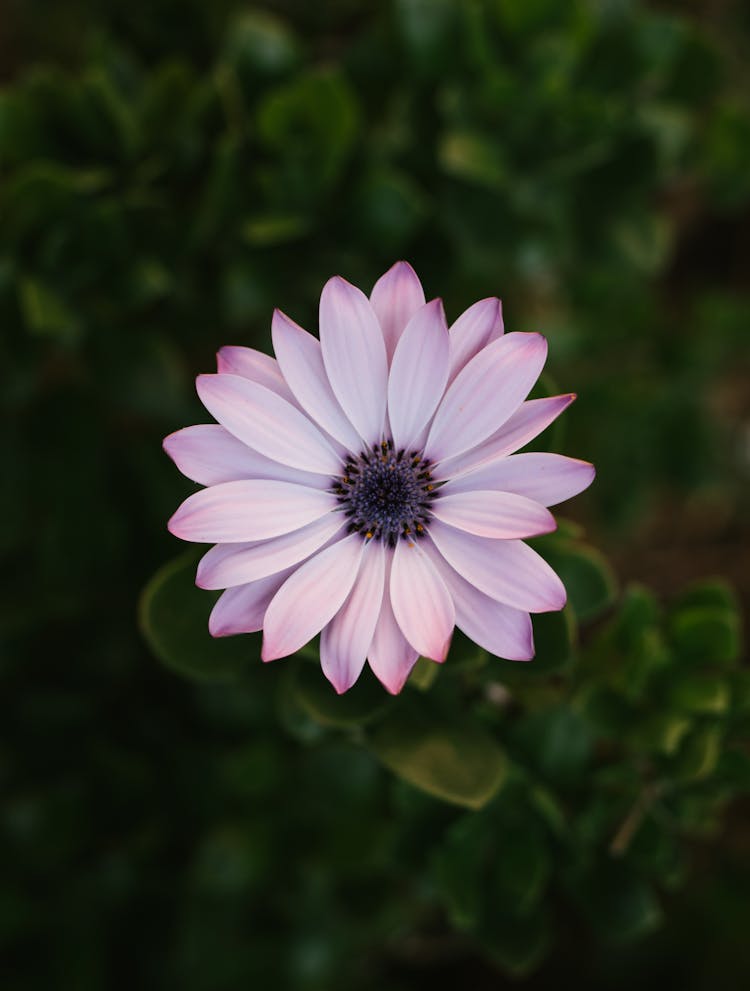 Close Up Of Purple Flower