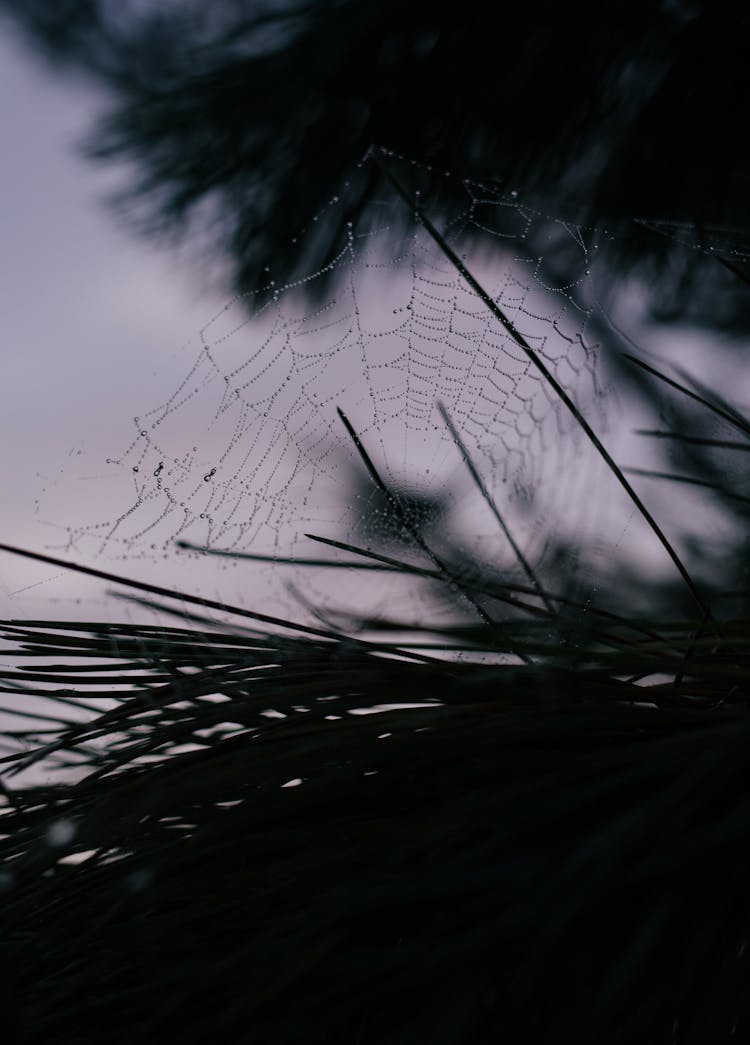 Wet Spider Web In Needles Of Coniferous Tree