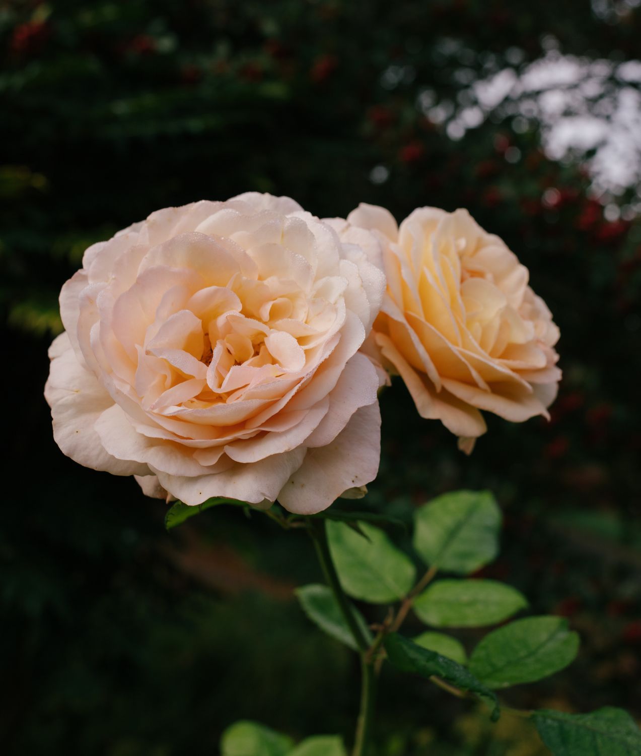 Rose Burgin Close-Up Photo of Pink and Cream Garden Rose Flowers · Free Stock Photo
