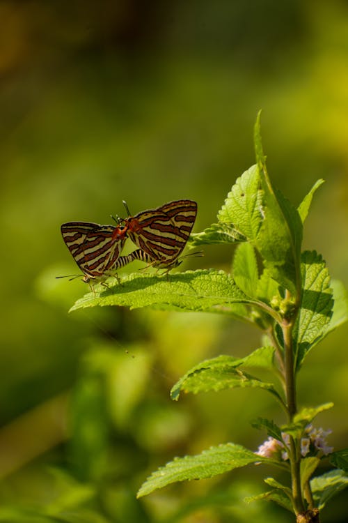 Two Butterflies on a Leaf