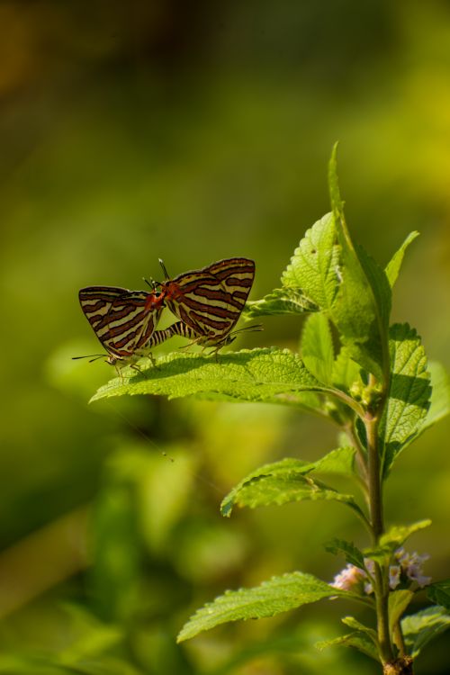 Free Vibrant butterfly perched on green leaf with blurred natural background, showcasing wildlife beauty. Stock Photo