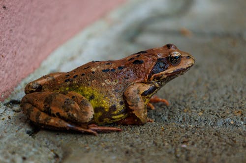 Frog on the Road