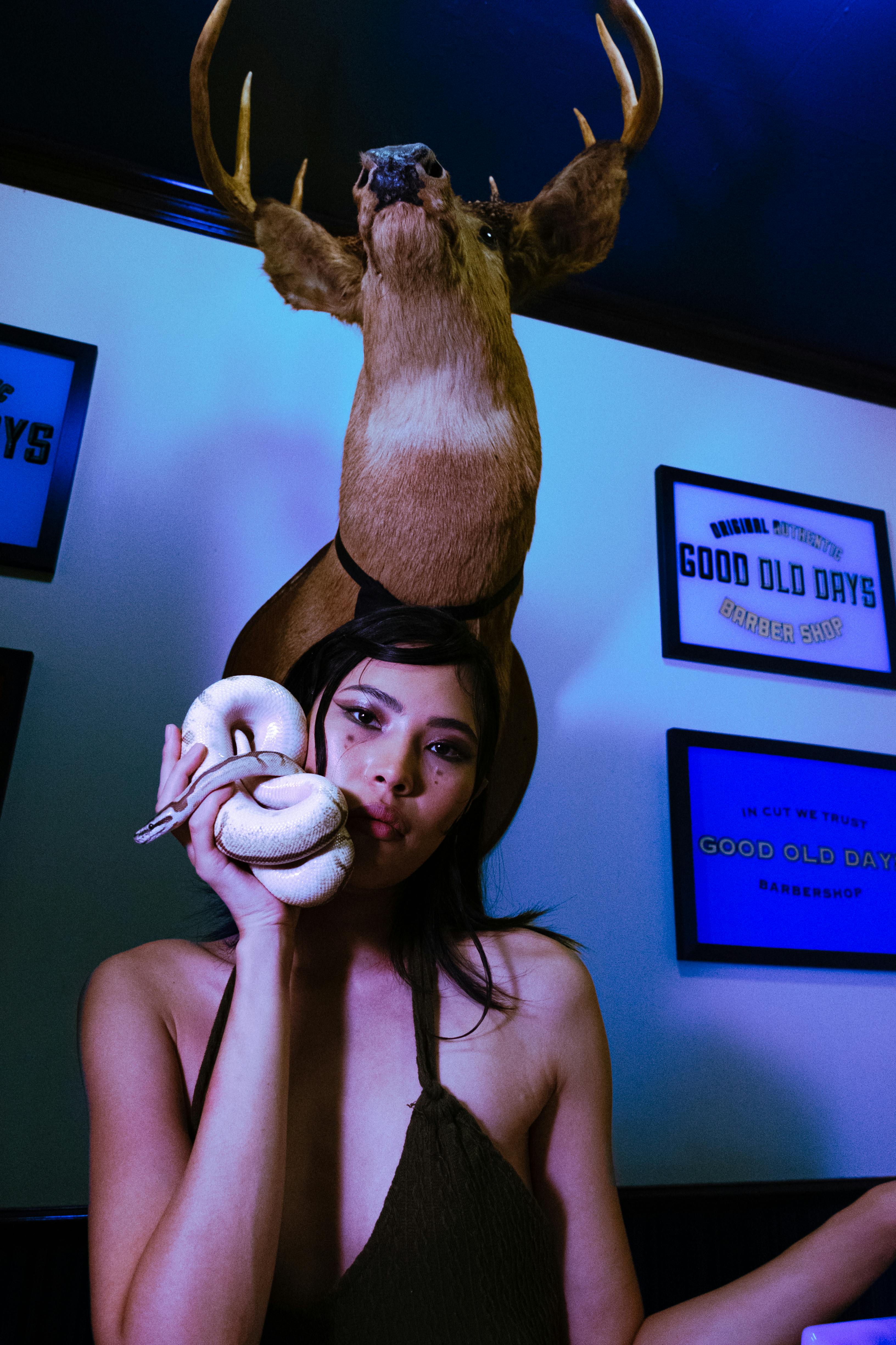 grátis Foto profissional grátis de #interior, ambiente, animal Foto profissional