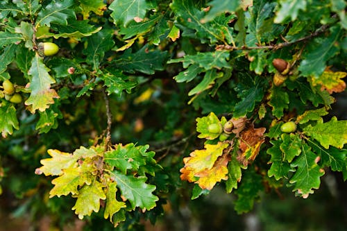 Photos gratuites de chêne, fermer, feuilles