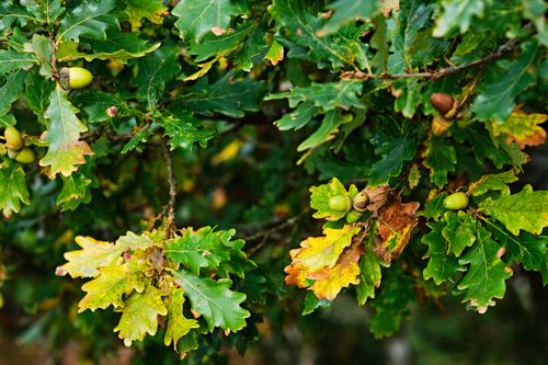 Free Close-up of vibrant oak leaves and acorns in a natural setting at Penrith, UK. Stock Photo